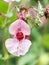 Impatiens glandulifera flower