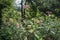 Impatiens glandulifera / Himalayan Balsam in flower in Serbia Kosovo