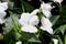 Impatiens x hybrida \'Sunpatiens Compact White\'