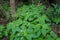 Impatiens parviflora, small balsam, or small-flowered touch-me-not, is a species of annual herbaceous plants. Berlin, Germany