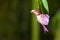 Impatiens Psittacina or Parrot Flower