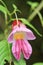 Impatiens psittacina the parrot flower (endemic plants)