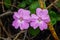 Impatiens violiflora in nature, pink purple flowers