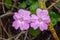 Impatiens violiflora in nature, pink purple flowers