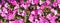 Impatiens Walleriana, pink busy lizzie flowering plant.