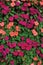 Impatiens Walleriana Sultanii Busy Lizzie Flowers, Large Detailed Colorful Vertical Background Closeup Pattern, Magenta, Purple