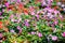 Impatiens Walleriana Sultanii Busy Lizzie Flowers, Large Detailed , Magenta, Purple, Red, Pink