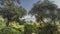 Impenetrable jungle thickets. Bushes and sprawling green trees against the blue sky.