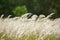 Imperata cylindrica Beauv,Grass field landscape in nature