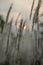 Imperata cylindrica cogon grass blowing in the wind,with sunset sky in the background