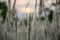 Imperata cylindrica cogon grass blowing in the wind,with sunset sky in the background