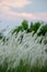 Imperata cylindrica cogon grass blowing in the wind,with sunset sky in the background