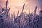 Imperata cylindrica cogon grass blowing in the wind,with sunset sky in the background