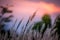 Imperata cylindrica cogon grass blowing in the wind,with sunset sky in the background