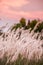 Imperata cylindrica cogon grass blowing in the wind,with sunset sky in the background