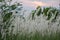 Imperata cylindrica cogon grass blowing in the wind,with sunset sky in the background