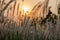 Imperata cylindricacogon grass with evening sun