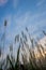 Imperata cylindricacogon grass with sunset sky in the background