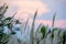 Imperata cylindricacogon grass with sunset sky in the background