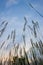 Imperata cylindricacogon grass with sunset sky in the background