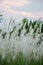 Imperata cylindricacogon grass with sunset sky in the background