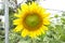 Imperfect round shape of sunflower flower