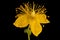 Imperforate St. John\\\'s-Wort (Hypericum maculatum). Flower Closeup