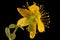 Imperforate St. John\\\'s-Wort (Hypericum maculatum). Flower Closeup