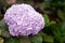 Imperial Blue Plumbago Auriculata at Cameron Highland - City of Flower