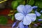 Imperial Blue Plumbago - Small Blue Flower