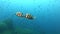 Imperial bream fishes swimming - Mediterranean sea marine life