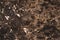 Imperial brown glamour marble texture