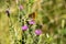 imperial coat butterfly resting on a purple flower