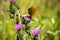 imperial coat butterfly resting on a purple flower