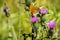 imperial coat butterfly resting on a purple flower