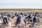 Imperial Cormorant or blue eyed cormorant colony, Falkland Islands.