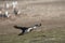 Imperial Cormorant in flight on the Falkland Islands.