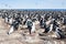 Imperial Cormorant Imperial Shag colony, Falkland Islands.