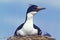 IMPERIAL CORMORANT OR KING CORMORANT phalacrocorax atriceps albiventer, ADULT ON NEST, ANTARCTICA