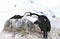 IMPERIAL CORMORANT OR KING CORMORANT phalacrocorax atriceps albiventer, PAIR NEAR NEST, ANTARCTICA