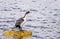 Imperial Cormorant seabird on rock in Punta Arenas Chile