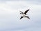 Imperial Cormorants in Flight near Magdalena Island, Chile