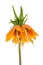 Imperial Crown (Fritillaria Imperialis) isolated on white background