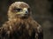 Imperial Eagle (Aquila heliaca)