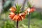 Imperial fritillary fritillaria imperialis flowers