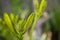 Imperial lily bud (Lilium bulbiferum)