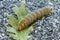 Imperial Moth Caterpillar