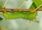 Imperial Moth caterpillar - Green phase