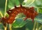 Imperial Moth caterpillar - Orange cinnamon phase