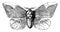 Imperial Moth, vintage illustration